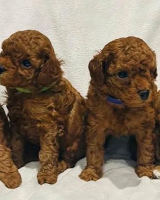 Cuccioli barboncinomini toy red rossi