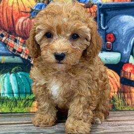 Cuccioli di barboncini toy maschi femmine