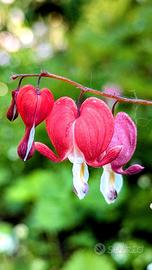 pianta dicentra spectabilis cuore di Maria 