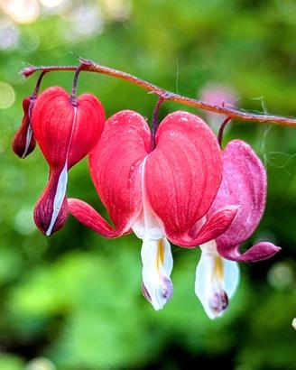 pianta dicentra spectabilis cuore di Maria 