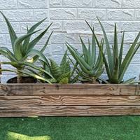 composizione piante di Aloe 