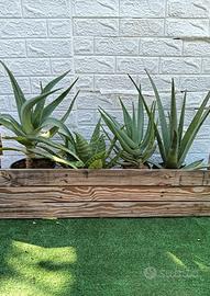 composizione piante di Aloe 