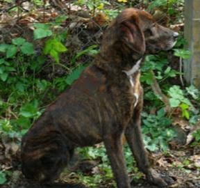 Segugio maremmano da volpe