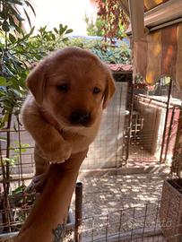 Labrador retriever