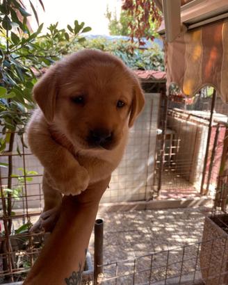 Labrador retriever