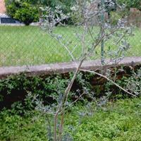 Albero Ulivo vaso 