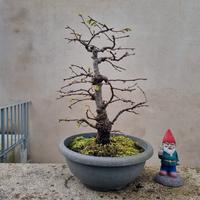 Bonsai di FAGGIO 15 anni