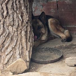Cucciola pastore tedesco e due cuccioli di pitb/bo