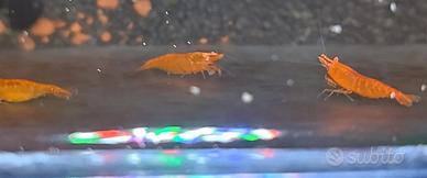 Neocaridina Orange Sakura OE"Orange eyes"