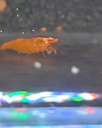 Neocaridina Orange Sakura OE"Orange eyes"