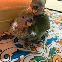 Inseparabili