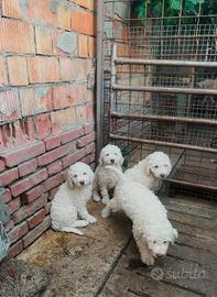 Cuccioli di lagotto romagnolo bianchi