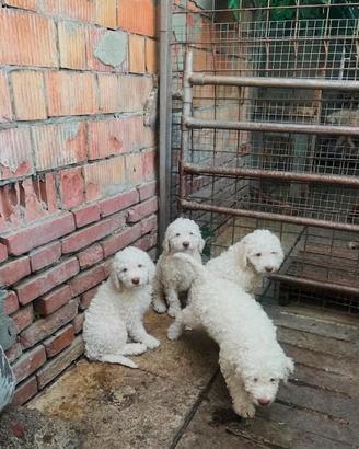 Cuccioli di lagotto romagnolo bianchi