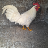 Gallo livornese