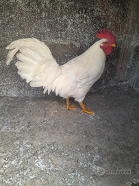 Gallo livornese