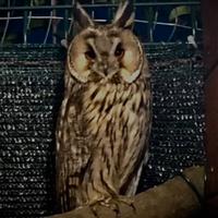 Allocco comune gufo comune rapaci