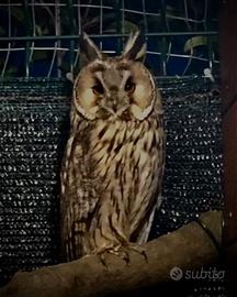 Allocco comune gufo comune rapaci