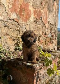 Barboncino toy colore stupendo (maschio)