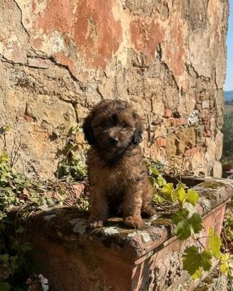 Barboncino toy colore stupendo (maschio)