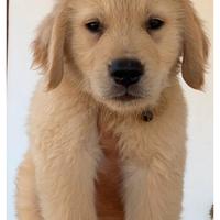 Golden retriever americano