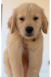 Golden retriever americano