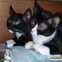 Gattine in adozione
