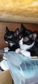Gattine in adozione