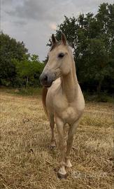 Cavallo lipizzano