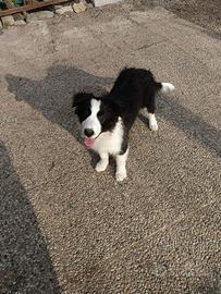 Cuccioli di Border collie