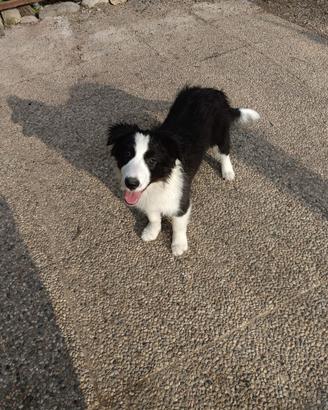 Cuccioli di Border collie