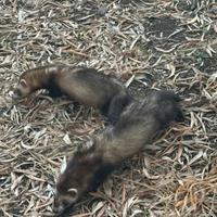 Disponibili furetti sia maschi che femmine