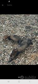 Disponibili furetti sia maschi che femmine