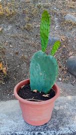 Cactus in vaso
