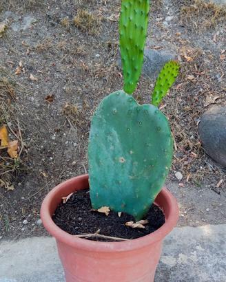 Cactus in vaso