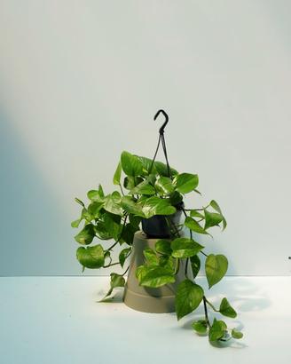 Pothos Aureum / Golden Pothos — ricadente facile