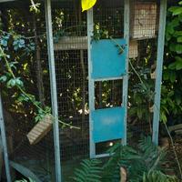 VOLIERA PER UCCELLI