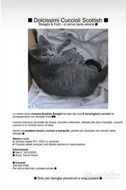 Cuccioli di scottish fold e straight