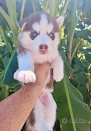 cuccioli di Siberian Husky 
