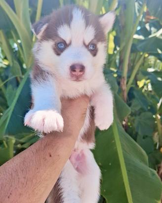 cuccioli di Siberian Husky 