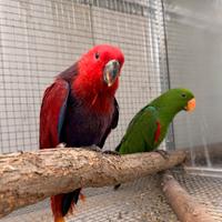 Ecletto vosmaeri robustus