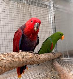 Ecletto vosmaeri robustus