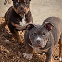 American Bully Pocket cuccioli