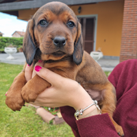 Cuccioli di Dachsbracke