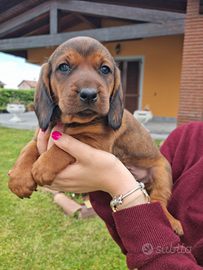 Cuccioli di Dachsbracke