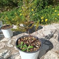 Juniperus oxycedrus subsp. macrocarpa – vaso 15 cm