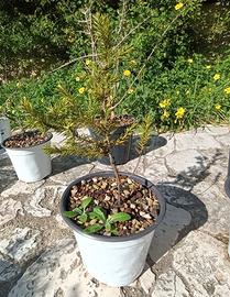 Juniperus oxycedrus subsp. macrocarpa – vaso 15 cm