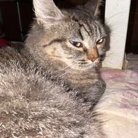 Disponibili gatti