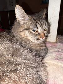 Disponibili gatti