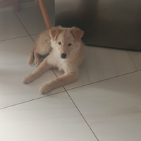 Cucciolo di 3 mesi