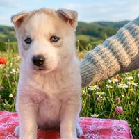 Cucciola di Siberian Husky